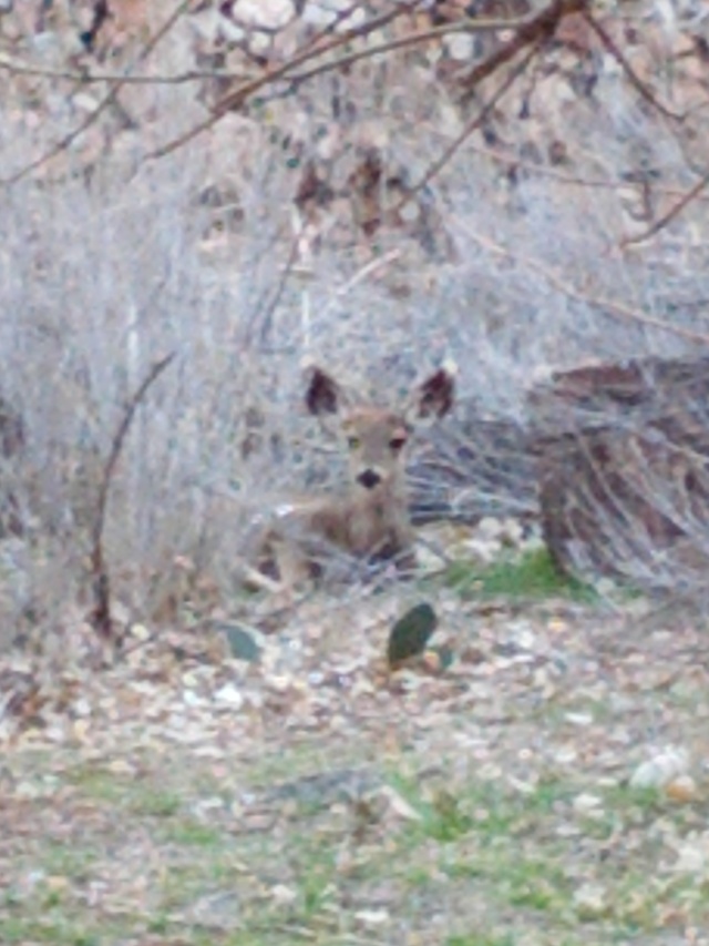 IMG_20130316_165002.jpg